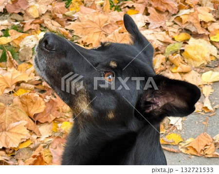 Close-up of black dog looking up among autumn leaves. Trust, intelligence, and emotional connection between human and pet Close-up of black dog looking up among autumn leaves. Trust, intelligence, and emotional connection between human and pet 132721533