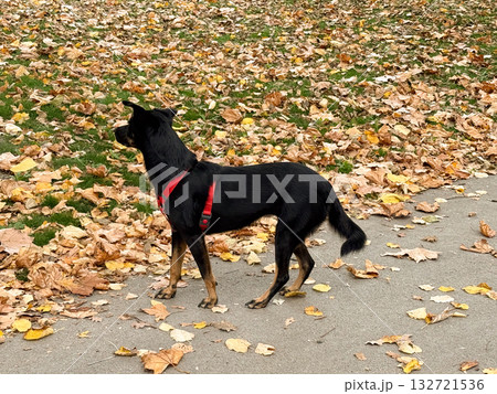 Black dog in red harness standing on autumn leaves. Loyalty, alertness, and peaceful walk in the park 132721536