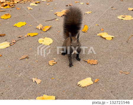 Curious squirrel standing on autumn pavement. Wildlife portrait, curiosity, and connection between humans and nature 132721546