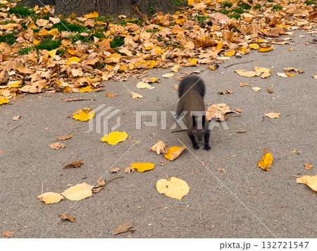 Squirrel crossing park path in autumn. Active movement, freedom, and peaceful coexistence of wildlife and city life Squirrel crossing park path in autumn. Active movement, freedom, and peaceful coexistence of wildlife and city life 132721547