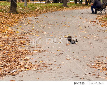 Squirrel on park path covered with autumn leaves. Urban wildlife, peaceful coexistence with nature, and seasonal charm Squirrel on park path covered with autumn leaves. Urban wildlife, peaceful coexistence with nature, and seasonal charm 132721609