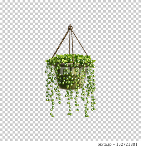 Hanging String Of Pearls Plant In Pot. Indoor Gardening And Home Decor. Isolated On Transparent Background 132721881