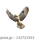 Hawk In Flight With Outstretched Wings. Symbol Of Freedom And Precision In Nature. Isolated On Transparent Background Hawk In Flight With Outstretched Wings. Symbol Of Freedom And Precision In Nature. Isolated On Transparent Background 132721933