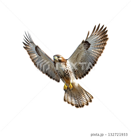 Hawk In Flight With Outstretched Wings. Symbol Of Freedom And Precision In Nature. Isolated On Transparent Background 132721933
