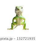 Green Lizard. Exotic Reptile Displaying Vibrant Colors And Unique Texture. Isolated On Transparent Background Green Lizard. Exotic Reptile Displaying Vibrant Colors And Unique Texture. Isolated On Transparent Background 132721935