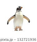Gentoo Penguin Standing. Antarctic Wildlife And Conservation Symbol. Isolated On Transparent Background Gentoo Penguin Standing. Antarctic Wildlife And Conservation Symbol. Isolated On Transparent Background 132721936