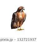 Regal Red-Tailed Hawk. Symbol Of Strength And Freedom. Isolated On Transparent Background Regal Red-Tailed Hawk. Symbol Of Strength And Freedom. Isolated On Transparent Background 132721937