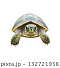 Tortoise Close-Up. Symbol Of Longevity And Patience. Isolated On Transparent Background Tortoise Close-Up. Symbol Of Longevity And Patience. Isolated On Transparent Background 132721938