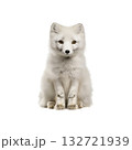 Arctic Fox Portrait. Wildlife And Nature Conservation. Isolated On Transparent Background Arctic Fox Portrait. Wildlife And Nature Conservation. Isolated On Transparent Background 132721939