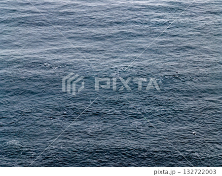Aerial view of common dolphins feeding above huge dragnet in Donegal Bay, Ireland 132722003