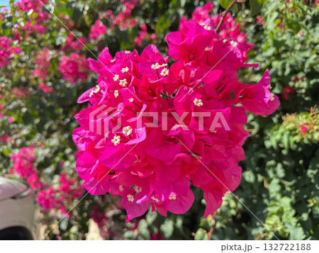 Bright pink bougainvillea bush blooming in sunlight Bright pink bougainvillea bush blooming in sunlight 132722188