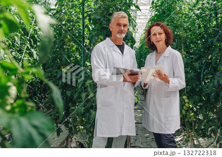 Farm supervisors track plant development, Agriculture leaders monitor tomatoes growth stages digitally, Crop managers utilize mobile devices to document tomato plant health and material inventory Farm supervisors track plant development, Agriculture leaders monitor tomatoes growth stages digitally, Crop managers utilize mobile devices to document tomato plant health and material inventory 132722318