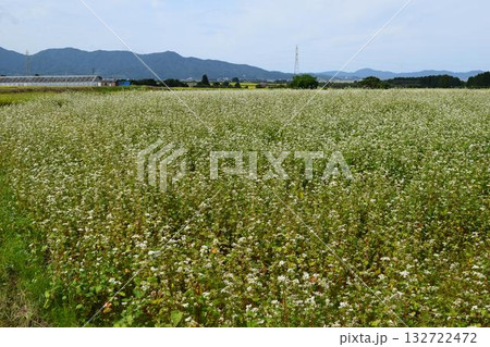 蕎麦畑 小さな白い花 蕎麦畑 小さな白い花 132722472