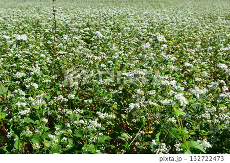 蕎麦畑 小さな白い花 蕎麦畑 小さな白い花 132722473