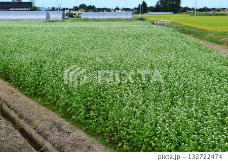 蕎麦畑 小さな白い花 132722474