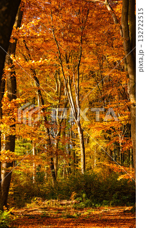 Golden Autumn Forest In Bavaria: Sunlit Trees With Vibrant Foliage And Warm Colors Creating A Peaceful Natural Woodland Scene Golden Autumn Forest In Bavaria: Sunlit Trees With Vibrant Foliage And Warm Colors Creating A Peaceful Natural Woodland Scene 132722515