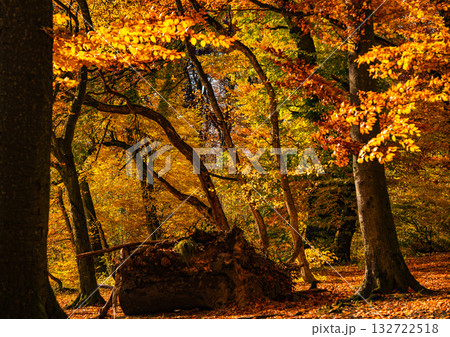 Golden Autumn Forest In Bavaria: Sunlit Trees With Vibrant Foliage And Warm Colors Creating A Peaceful Natural Woodland Scene Golden Autumn Forest In Bavaria: Sunlit Trees With Vibrant Foliage And Warm Colors Creating A Peaceful Natural Woodland Scene 132722518