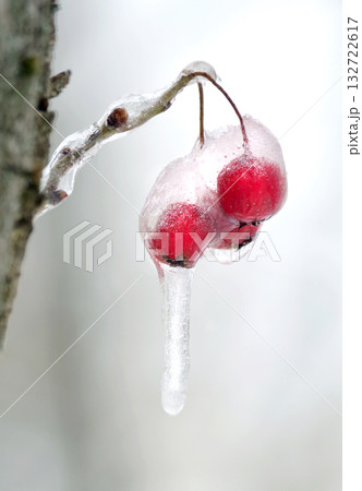 bright red hawthorn berries in ice in winter bright red hawthorn berries in ice in winter 132722617