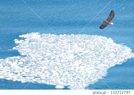 流れ着いた第一陣の流氷の上を旋回するオジロワシ 132722797