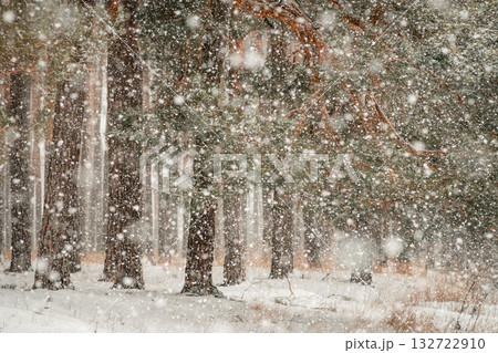 Winter photo of a snowy weather in pine forest. Fluffy snow covering branches of pine trees 132722910