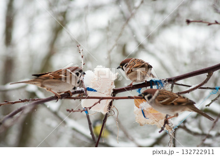 Sparrows eating salo sitting on branches of a tree. Feeding sparrows in winter colds Sparrows eating salo sitting on branches of a tree. Feeding sparrows in winter colds 132722911