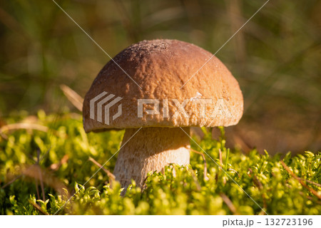 Beautiful brown-headed porcini mushroom in moss lit by bright setting sun. Picking mushrooms 132723196
