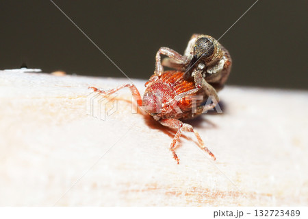 チャイロアカサルゾウムシ（ペア） 132723489