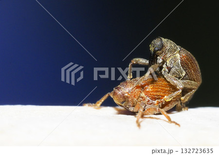 チャイロアカサルゾウムシ（ペア） 132723635