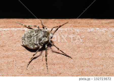 フユシャクの一種(メス・成虫) フユシャクの一種(メス・成虫) 132723672