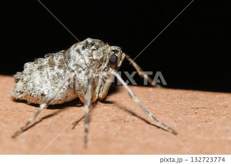 フユシャクの一種（メス・成虫） 132723774