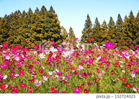 コスモスのある風景 コスモスのある風景 132724025