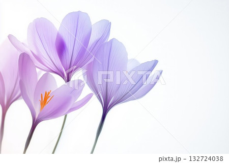 水彩風のサフランの花 132724038