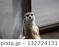 長野県の動物園にいたミーアキャットのカメラ目線 132724131