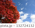 長野県の蓼科湖畔の紅葉した木と青空の風景 132724132