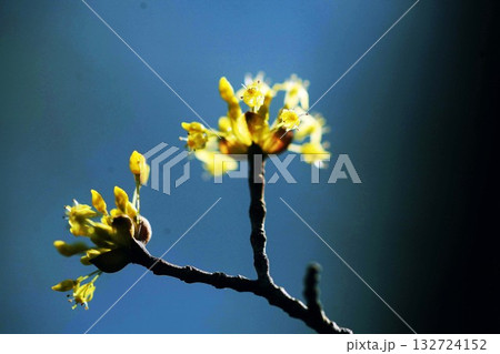 サンシュユの花咲く 132724152