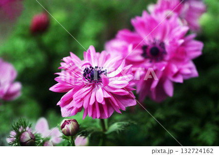 アネモネ　紅色の花 132724162