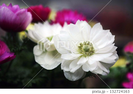アネモネ　白と紅色の花 132724163