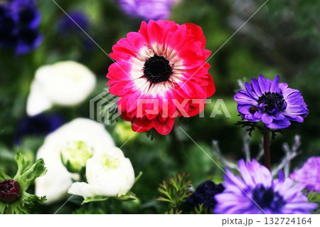 アネモネ　赤と白と紫色の花 132724164