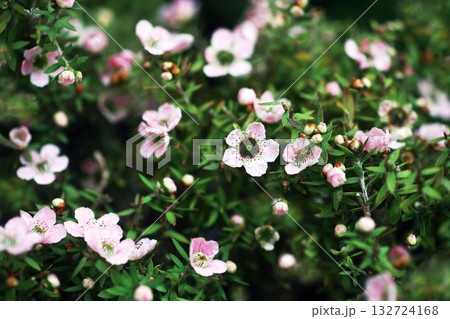 ギョリュウバイ　ピンク色の花 132724168