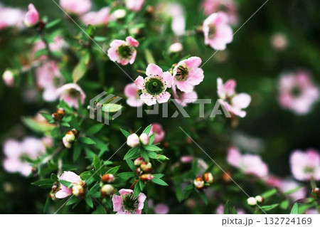 ギョリュウバイ　ピンク色の花 132724169