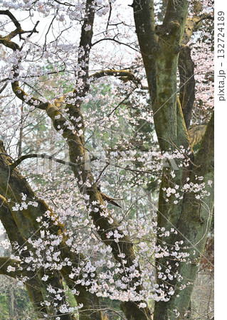 満開のエドヒガンザクラ　鉢形城公園　寄居町 132724189