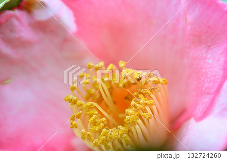 椿　アップ　マクロレンズ 132724260