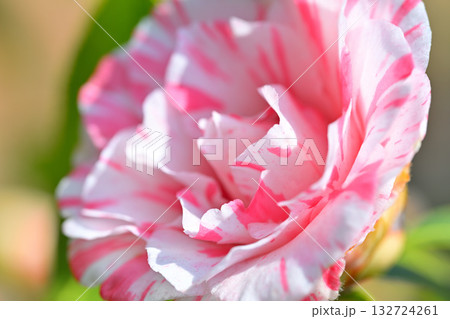 椿　アップ　マクロレンズ 132724261