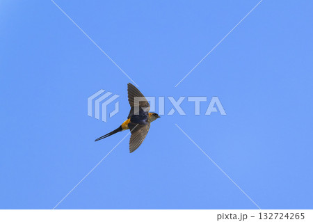 コシアカツバメの飛翔 132724265