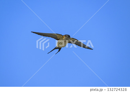 コシアカツバメの飛翔 132724328