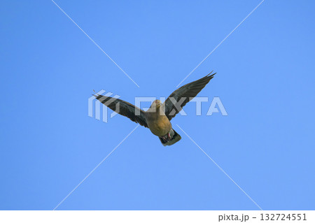 キジバトの飛翔 キジバトの飛翔 132724551