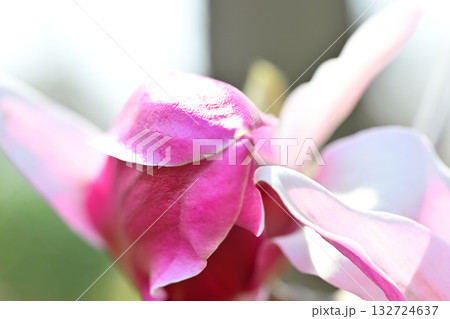 モクレン　マクロ撮影　　　　 132724637