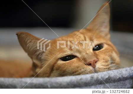 茶トラ猫 茶トラ猫 132724682