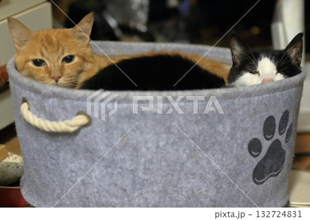 茶トラ猫と白黒猫 132724831