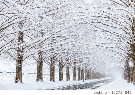 滋賀 雪化粧したメタセコイア並木 132724848